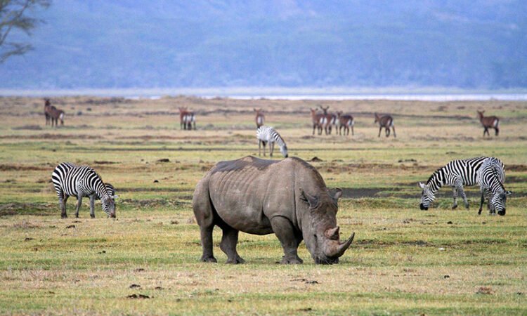 Ngorongoro