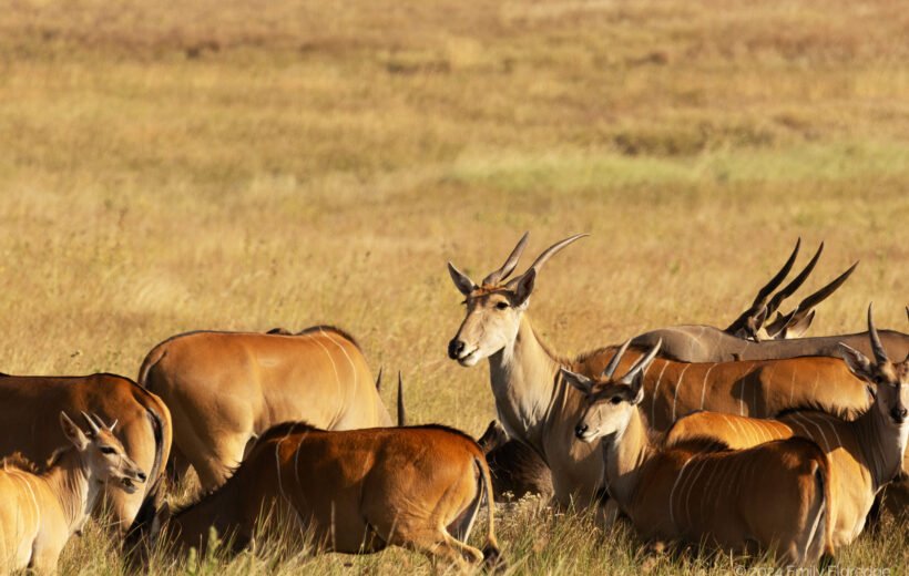 Kilimanjaro With Nakuru And Maasai Mara