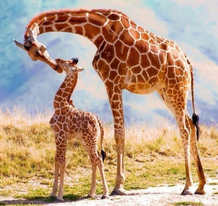 Giraffes in the East African safari landscape