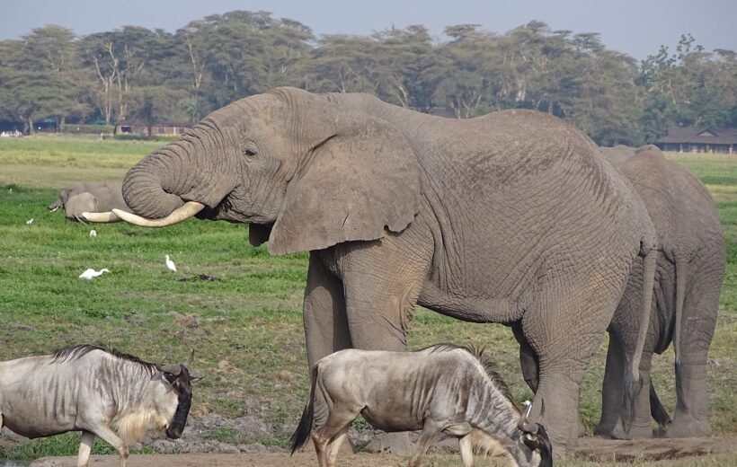 Special Five Safari – Kenya